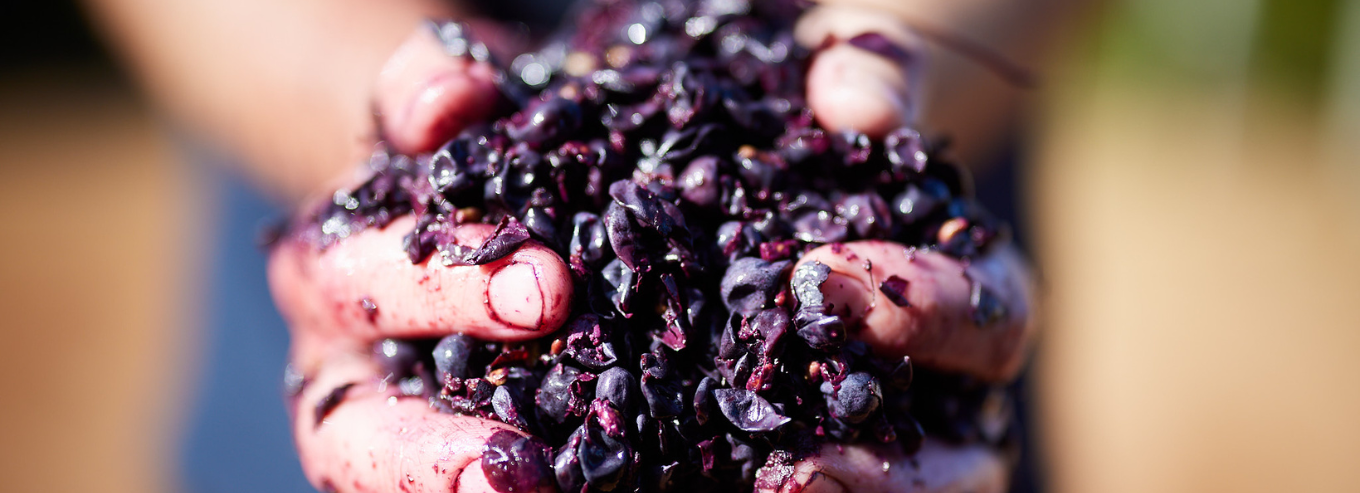 Close up of a man's hands squeezing grapes at Higher Plane vineyard